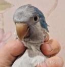 ВЫКОРМЫШИ МОНАХИ