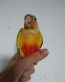 Красивейшие попугаи Пиррура, сами разводим молоденьких