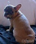 Яскравий мерле лілак чекає на своїх батьків