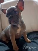 Блакитно палева красуня в пошуках своєї родини