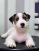 Джек Рассел тер&rsquo;єр КСУ