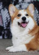 Вельш коргі пемброк цуценята з документами