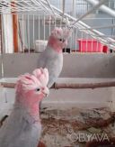 Ручной большой попугай какаду