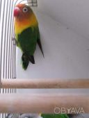 Щоденні радощі: папуги нерозлучники (фішер, масковий, рожевощокий)