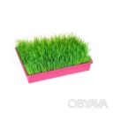 Лоток (поддон) для рассады 38х26х7 см Розовый