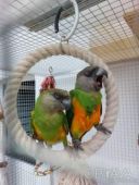 Сененал, синегал, Синегальский папуга