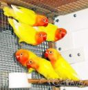 Веселий ручний папуга нерозлучник (фішер, масковий, рожевощокий)