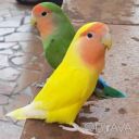 Кольорові друзі: папуги нерозлучники (фішер, масковий, рожевощокий)