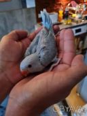 Папужка надзвичайної краси - ожереловий