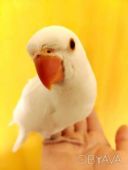 Білі ожерелові папуги