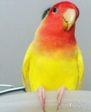 Веселий папуга нерозлучник