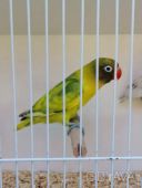 Грайливі веселі папуги нерозлучники