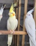 Популярні серед діток папужки Корелла