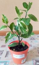 Педілантус