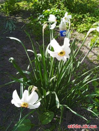 Садженці нарциса