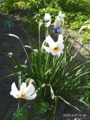 Садженці нарциса