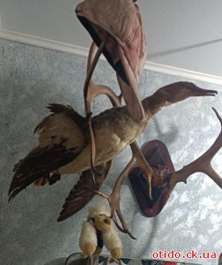 Чучело морской утки Гага