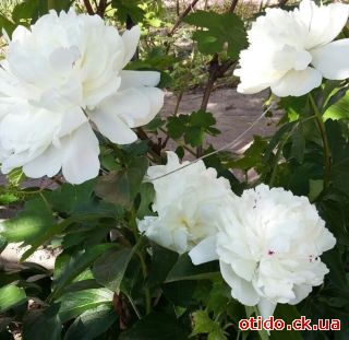 садженцI пIвонIй