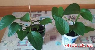 Епіпремнум