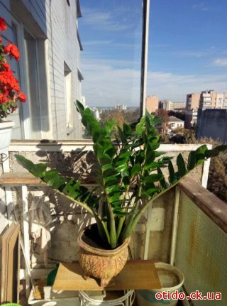 Заміакулькос в чудовому вазоні