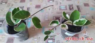 Хойя Крімсон Квін