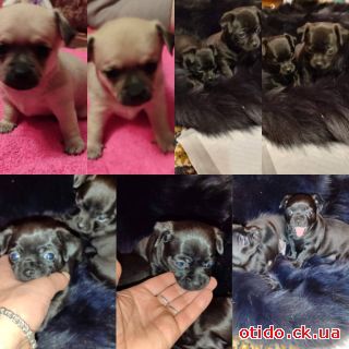 Цуценята Чихуахуа