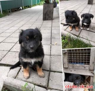 Віддаємо в добрі руки собачок. Дівчатка