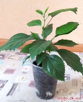 Китайська роза