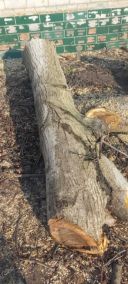 Зруб горіха