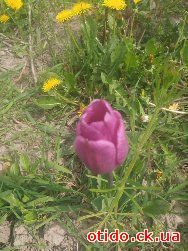 Суміш цибулин тюльпанів сортових. Маю до 30 різних фасонів і сортів