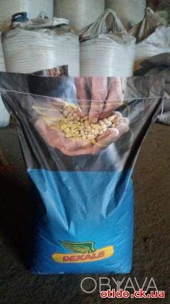 Кукурудза посівна та Соняшник