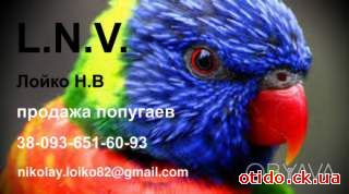 Попугаи волнистые и кореллы