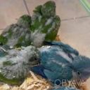 Малыши монахи