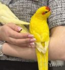 Яркие чудесный малыш