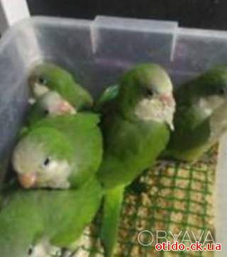 Милые малыши монахи