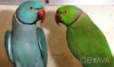 Очень яркие самцы ожереловых