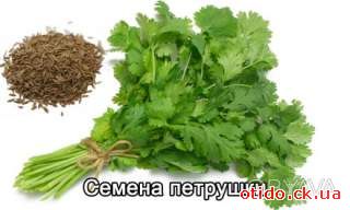 Семена петрушки сортовой