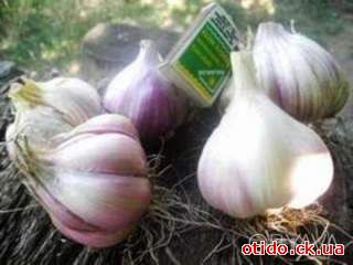 Продажа чеснока