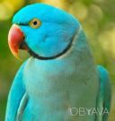 Очень ручные ожереловые