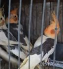 Домашние малыши корелла