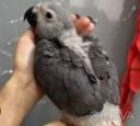 Говорящие попугаи