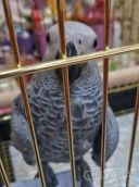 Малыши крупных попугаев