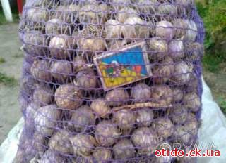 Продам чеснок. В наличии: Однозубка, воздушка