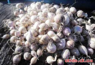 Однозубка чеснока (севок) продам