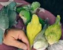 Ласковые красавчики монахи