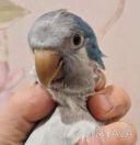 ВЫКОРМЫШИ МОНАХИ