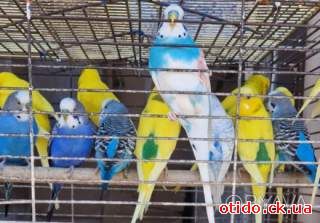 Яркие волнистые малыши