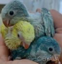 Попугайчики для разговора