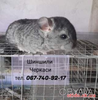 Продам шиншиллу