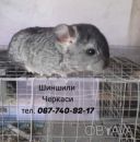 Продам шиншиллу